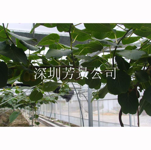 水果種植基地